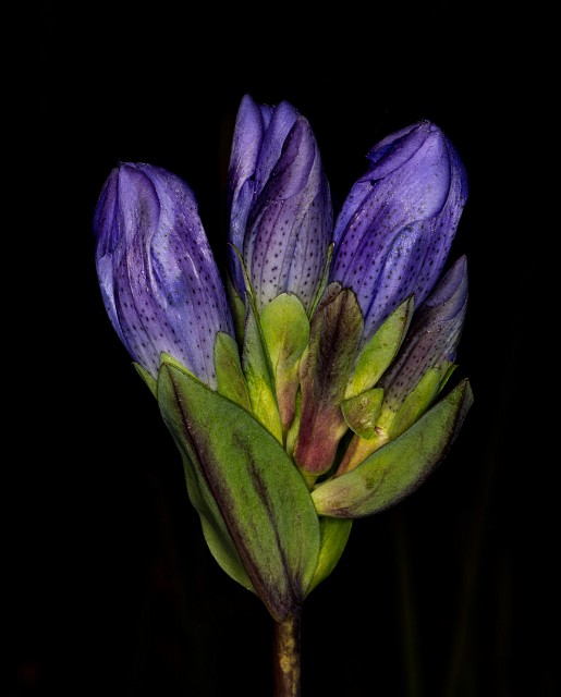 Gentiana sceptrum - King's Gentioan 20-1020.jpg